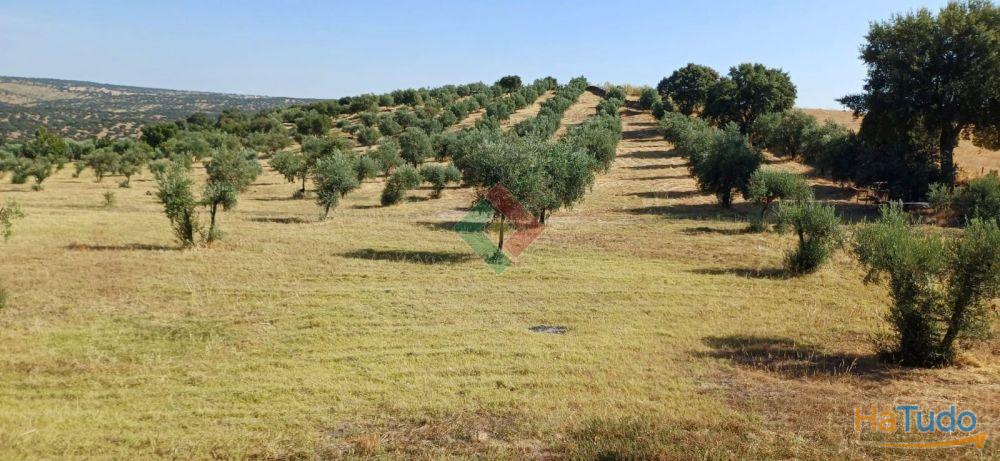 Terreno agrícola, para venda, Marvão - Beirã Terreno agrícola, para venda, Marvão - Beirã