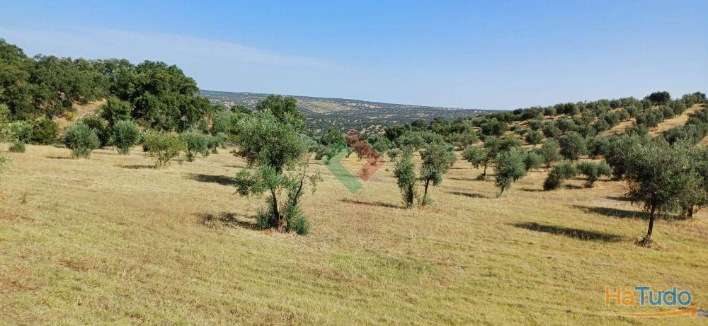 Terreno agrícola, para venda, Marvão - Beirã Terreno agrícola, para venda, Marvão - Beirã