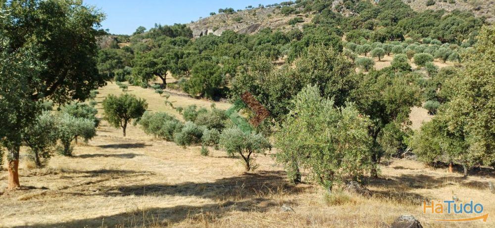 Terreno agrícola, para venda, Marvão - Beirã Terreno agrícola, para venda, Marvão - Beirã