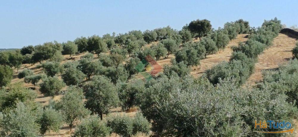 Terreno agrícola, para venda, Marvão - Beirã Terreno agrícola, para venda, Marvão - Beirã
