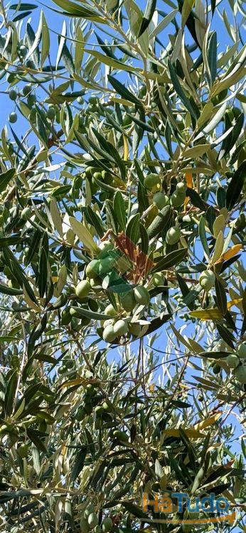 Terreno agrícola, para venda, Marvão - Beirã Terreno agrícola, para venda, Marvão - Beirã