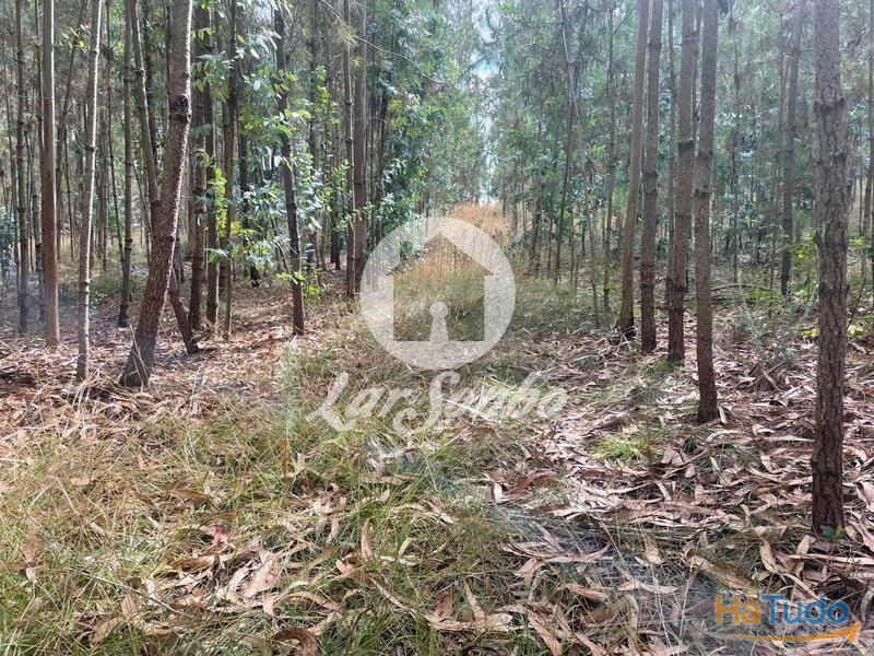 Terreno Agrícola e Florestal de 14.349m2 em Ferreiró, Vila do Conde Terreno Agrícola e Florestal de 14.349m2 em Ferreiró, Vila do Conde