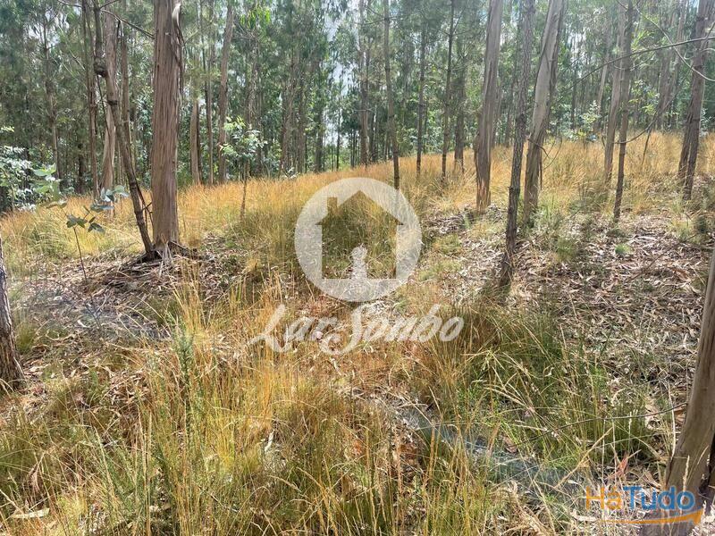 Terreno Agrícola e Florestal de 14.349m2 em Ferreiró, Vila do Conde Terreno Agrícola e Florestal de 14.349m2 em Ferreiró, Vila do Conde
