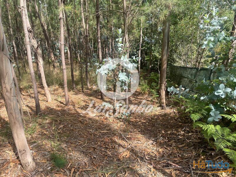 Terreno Agrícola e Florestal de 14.349m2 em Ferreiró, Vila do Conde Terreno Agrícola e Florestal de 14.349m2 em Ferreiró, Vila do Conde