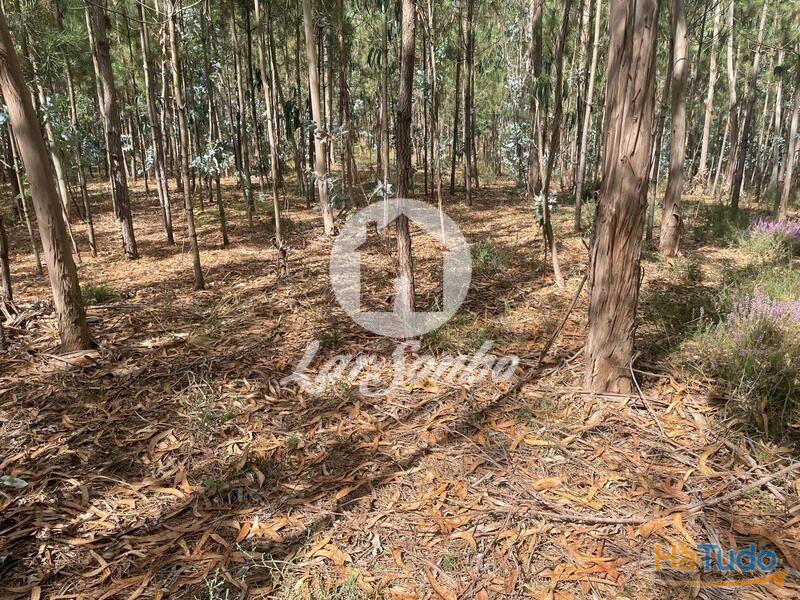 Terreno Agrícola e Florestal de 14.349m2 em Ferreiró, Vila do Conde Terreno Agrícola e Florestal de 14.349m2 em Ferreiró, Vila do Conde