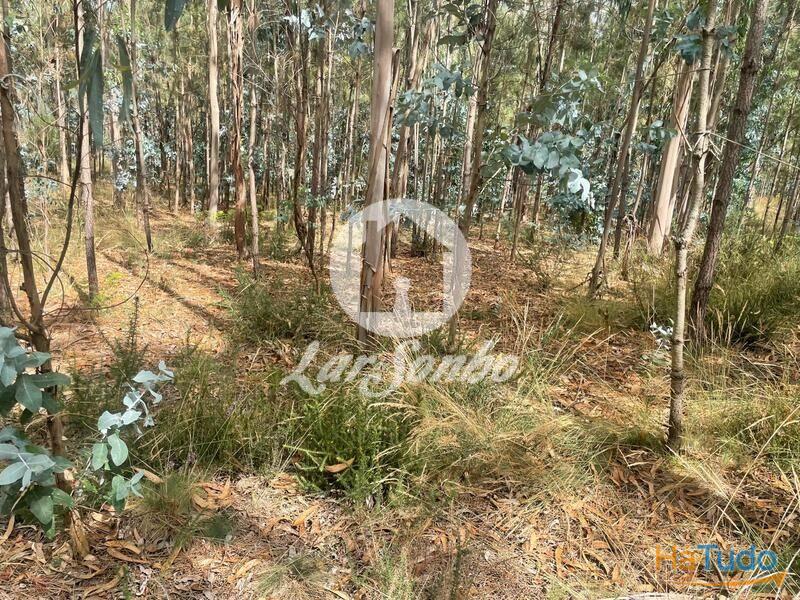 Terreno Agrícola e Florestal de 14.349m2 em Ferreiró, Vila do Conde Terreno Agrícola e Florestal de 14.349m2 em Ferreiró, Vila do Conde