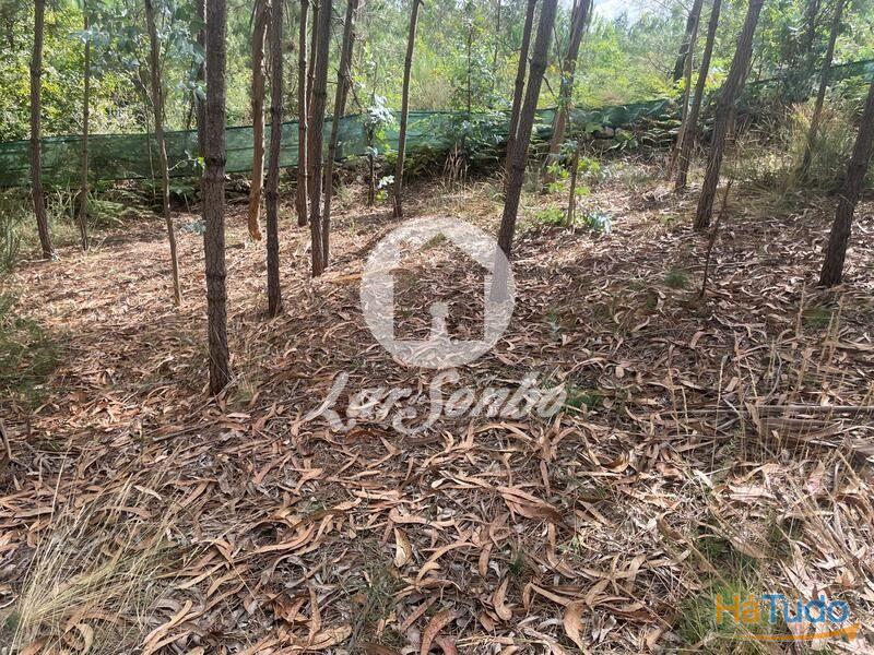 Terreno Agrícola e Florestal de 14.349m2 em Ferreiró, Vila do Conde Terreno Agrícola e Florestal de 14.349m2 em Ferreiró, Vila do Conde