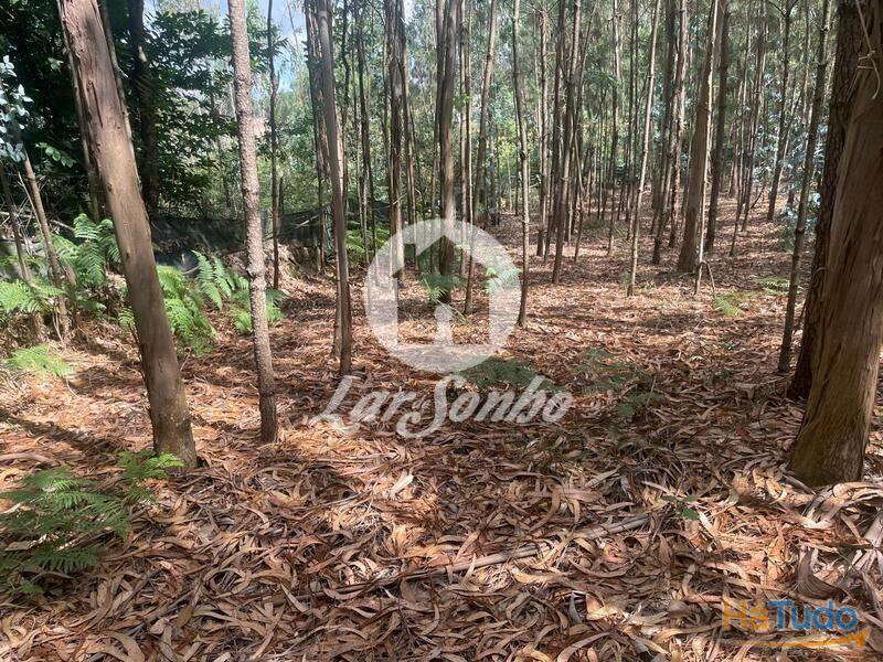Terreno Agrícola e Florestal de 14.349m2 em Ferreiró, Vila do Conde Terreno Agrícola e Florestal de 14.349m2 em Ferreiró, Vila do Conde