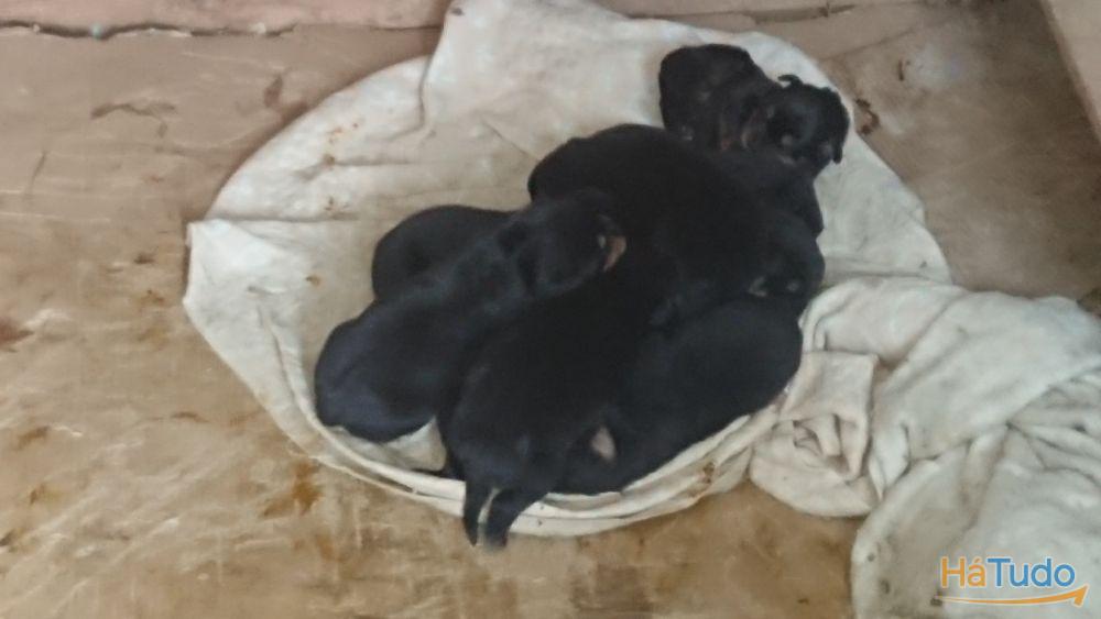 Crias Rottweiler Crias Rottweiler